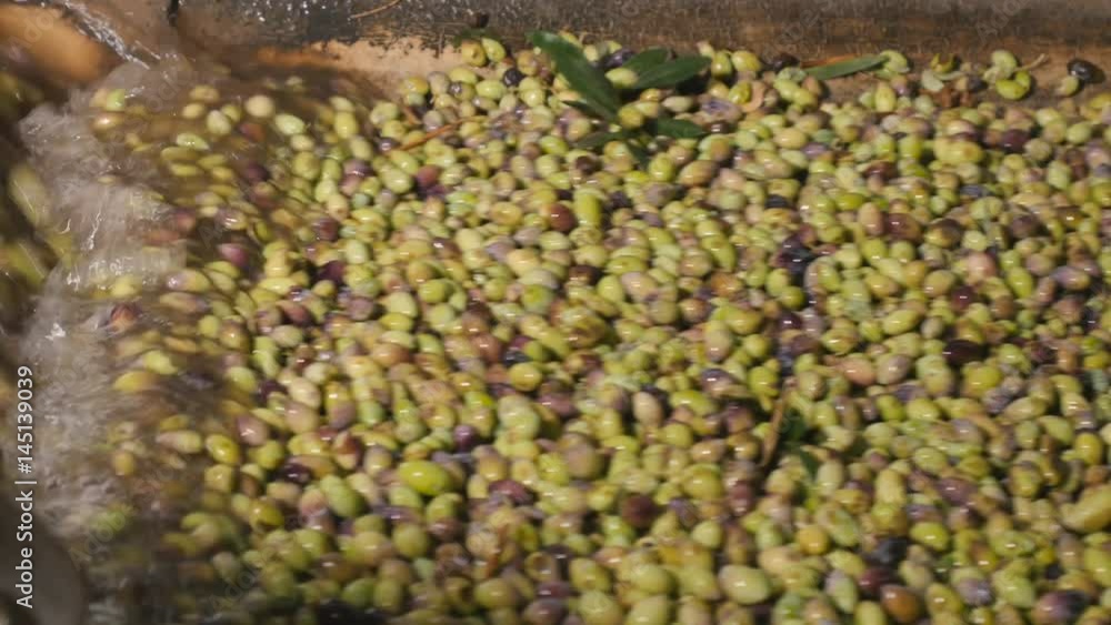 Olives are washed in the production of oil Olives are washed in the production of oil