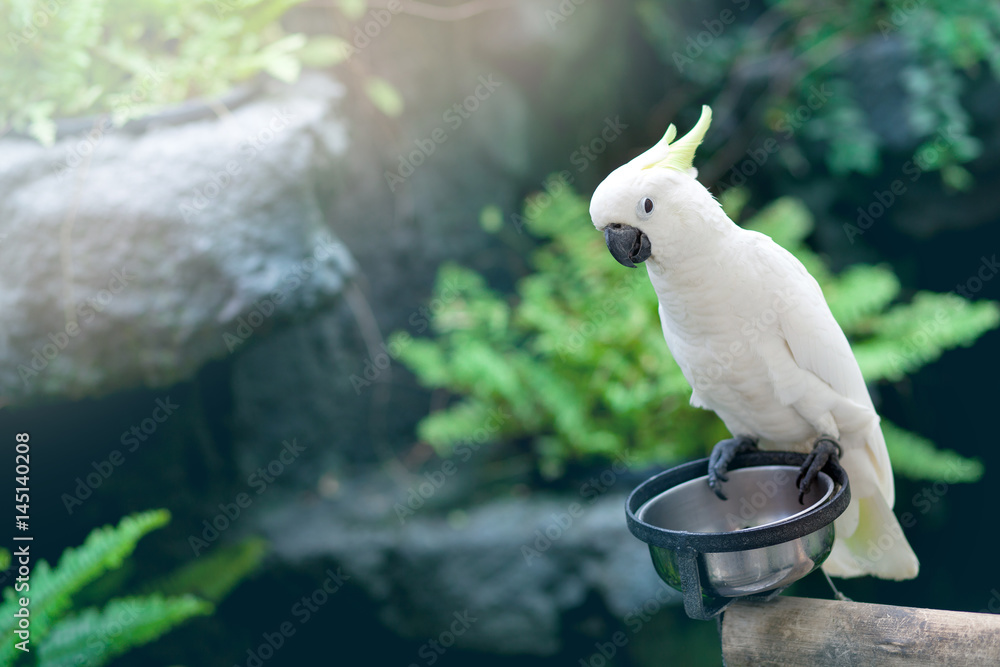 White macaw, Macaw parrot