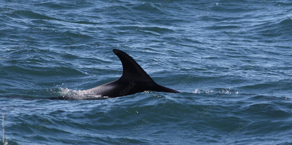 Naklejka premium White-beaked dolphins (Lagenorhynchus albirostris), Iceland
