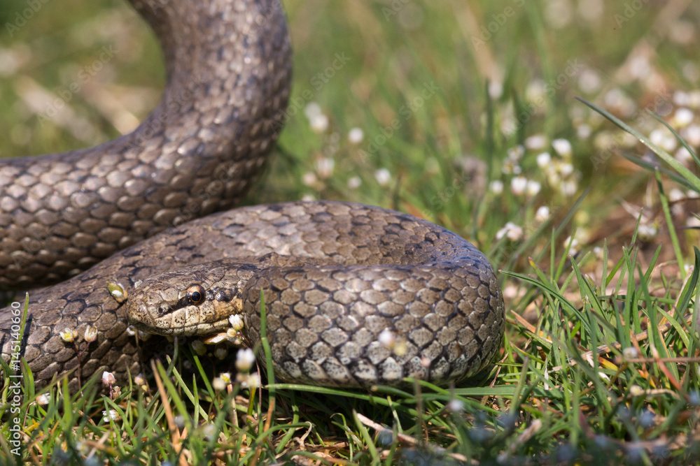 Smooth snake in spring grass. Reptile Coronella austriaca Smooth snake in spring grass. Reptile Coronella austriaca