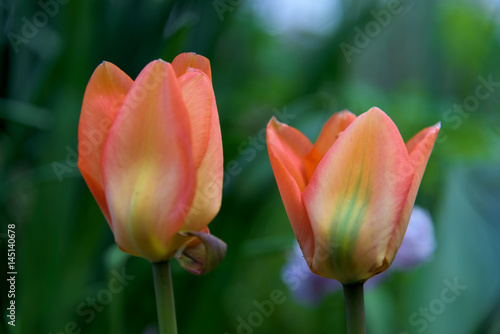 Colorful tulips flower closeup