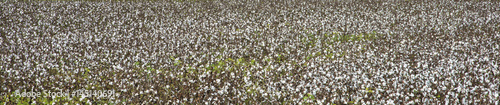 Panoramic field of cotton with a shallow depth of field