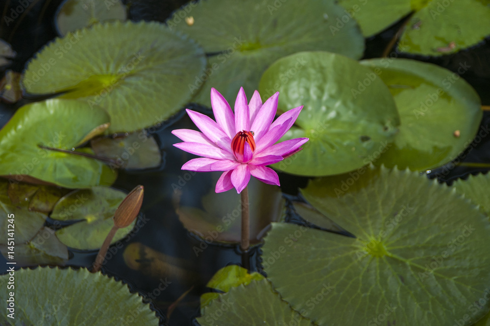 Beautiful pink water lily