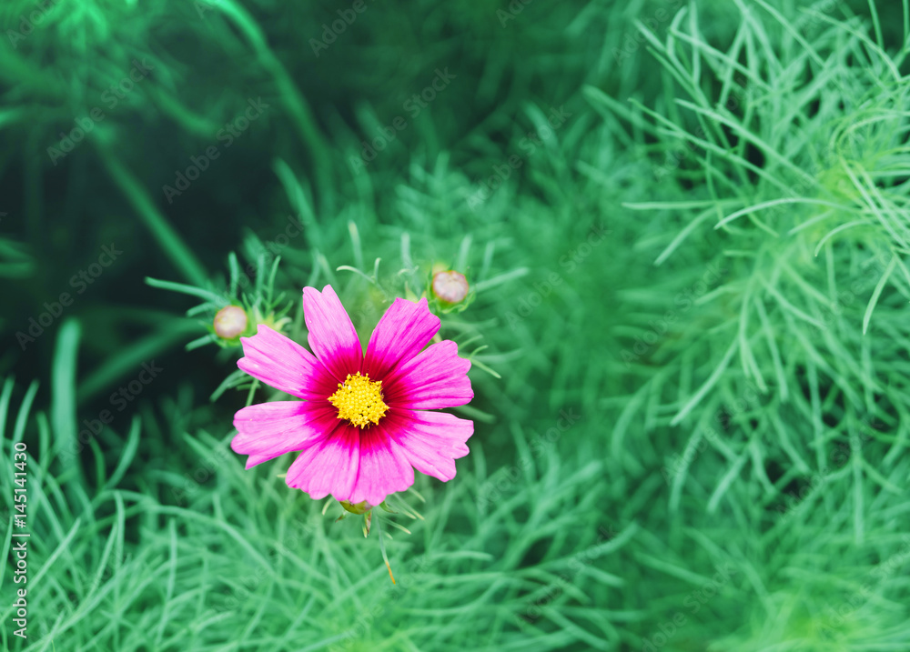 Cosmos flowers, pink