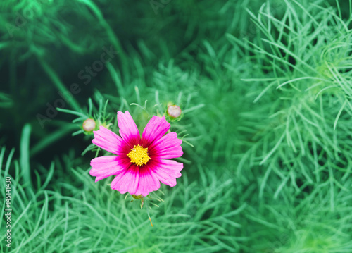 Obraz na płótnie Cosmos flowers, pink w salonie