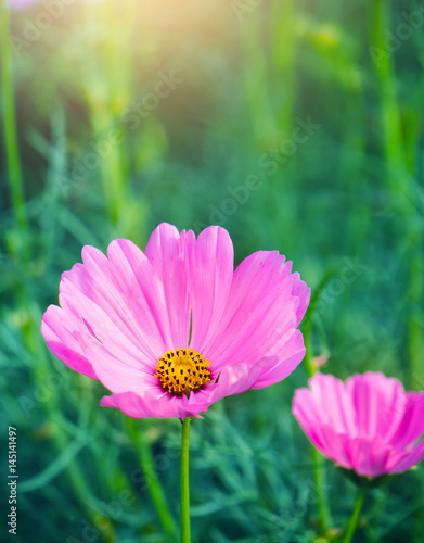 Obraz na płótnie Cosmos flowers, pink w salonie