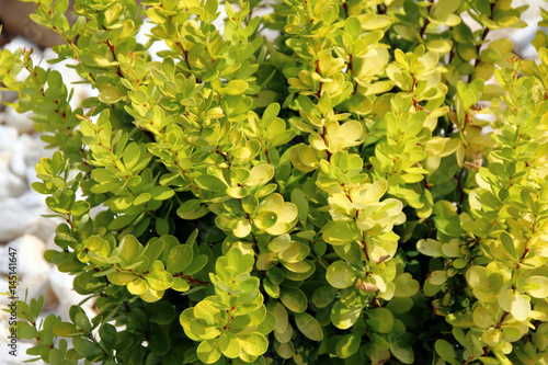 Photos Cultivar Thunbergs barberry (Berberis thunbergii Golden Rocket) in the rocky g