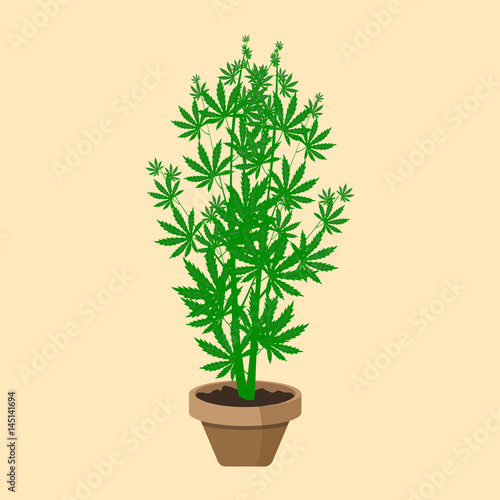 Marijuana or cannabis plant in a flower pot. Flat design. Cannabis plant in a flower Pot. Green Herbs in a pot.