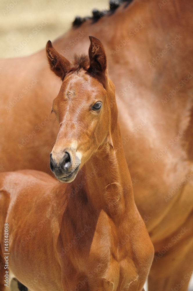 Obraz premium Fohlen im Portrait