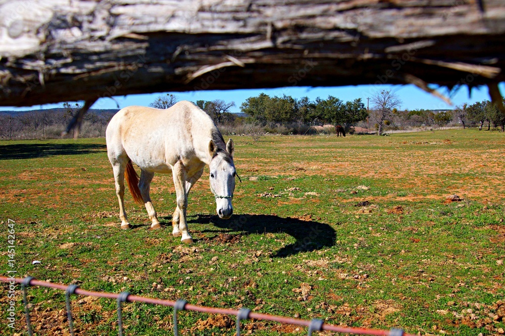 Fototapeta premium Horse looking under fence in pasture