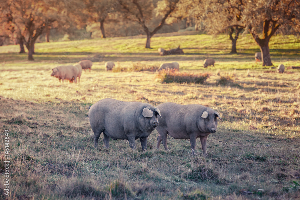 Group of Iberian pig pregnant, eating acorns in the meadow of the mountains of Aracena, Spain
