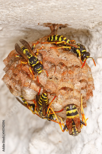 A group of wasps building and stuffing nest with their eggs