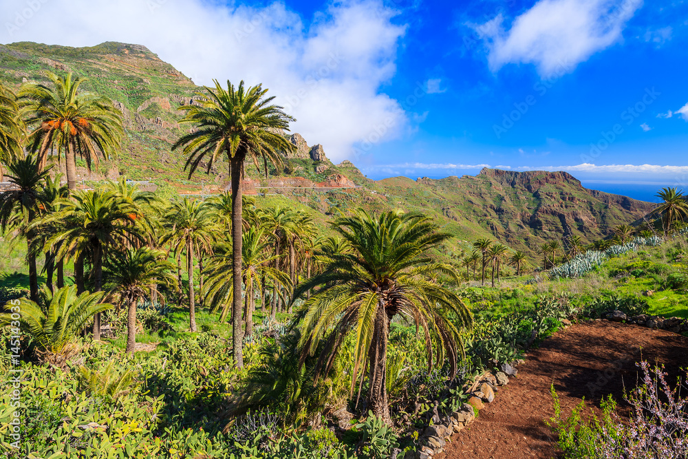Mountains and green valley with palm trees on coast of La Gomera island, Spain Mountains and green valley with palm trees on coast of La Gomera island, Spain