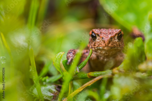 Small but angry frog in meadow