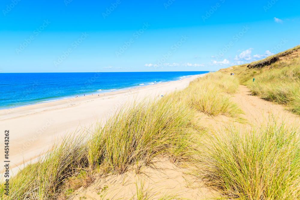 Grass sand dune and view of Kampen beach, Sylt island, Germany Grass sand dune and view of Kampen beach, Sylt island, Germany
