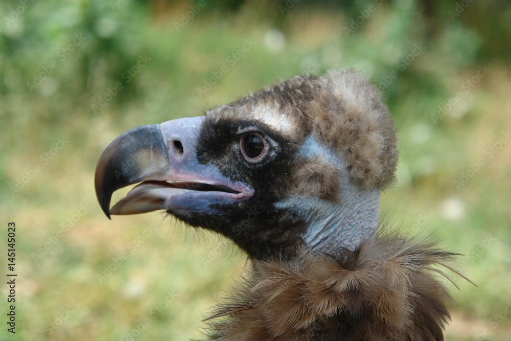 The head of the condor. Left view. The head of the condor. Left view.