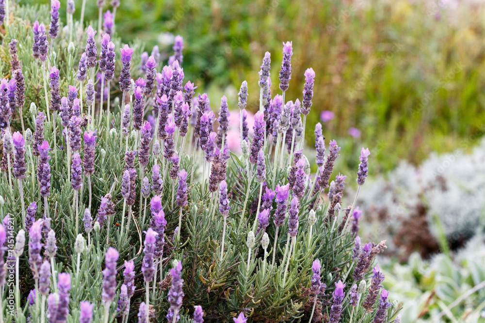 Obraz premium Close up of a Lavender Bush