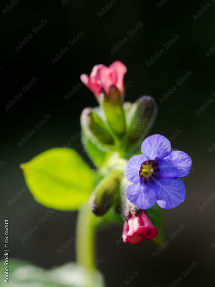 Nahaufnahme eine Blüte des gefleckten Lungenkrauts, Pulmonaria officinalis Nahaufnahme eine Blüte des gefleckten Lungenkrauts, Pulmonaria officinalis