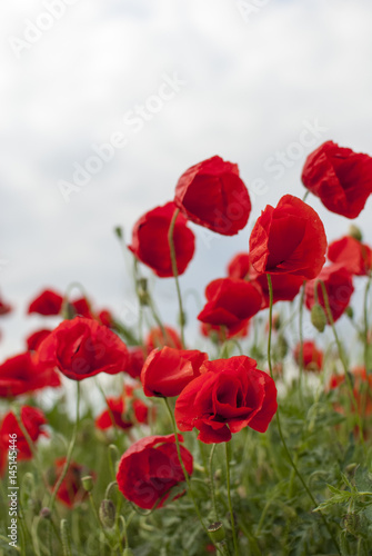       Red poppy flower at windy spring day 