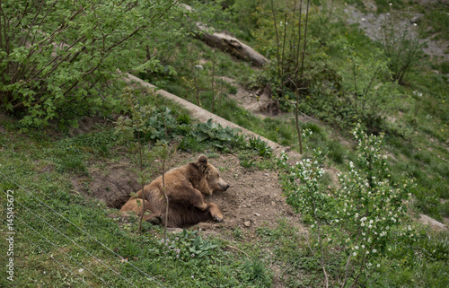 Brown bear sow standing in the Brooks River