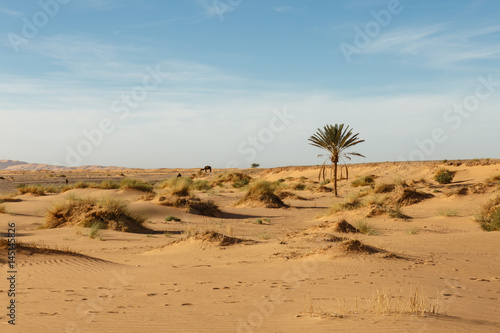 Lonely palm tree in the desert © Mieszko9