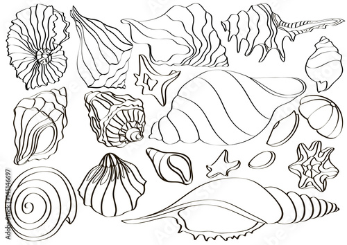 Summer design, set with different sea shells, vector