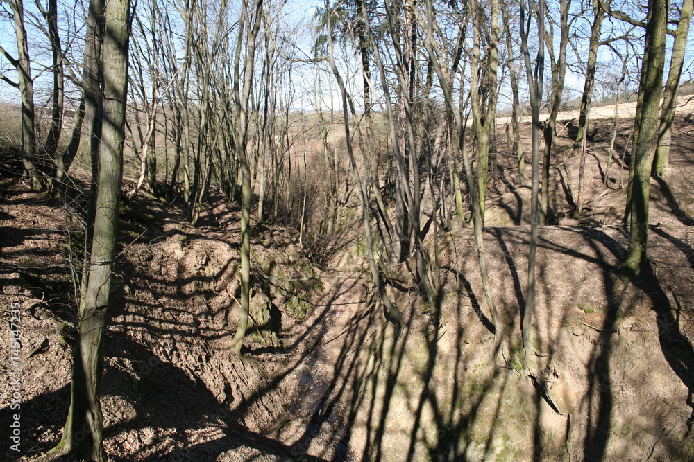 trees trees