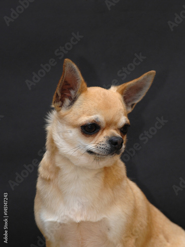 Portrait of cute chihuahua dog © Ricant Images