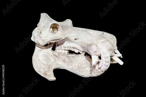 Hippopotamus skull isolated on black