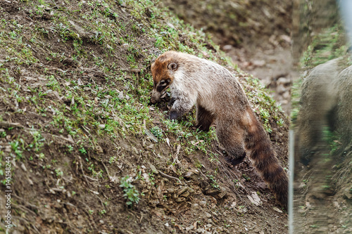 Ring tailed coatis Nasua Digs in the ground in search of food photo