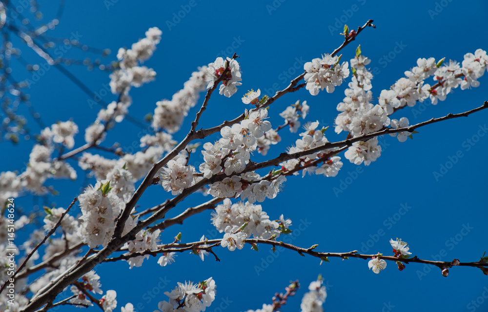 Blooming apricot tree in spring on the blue sky background