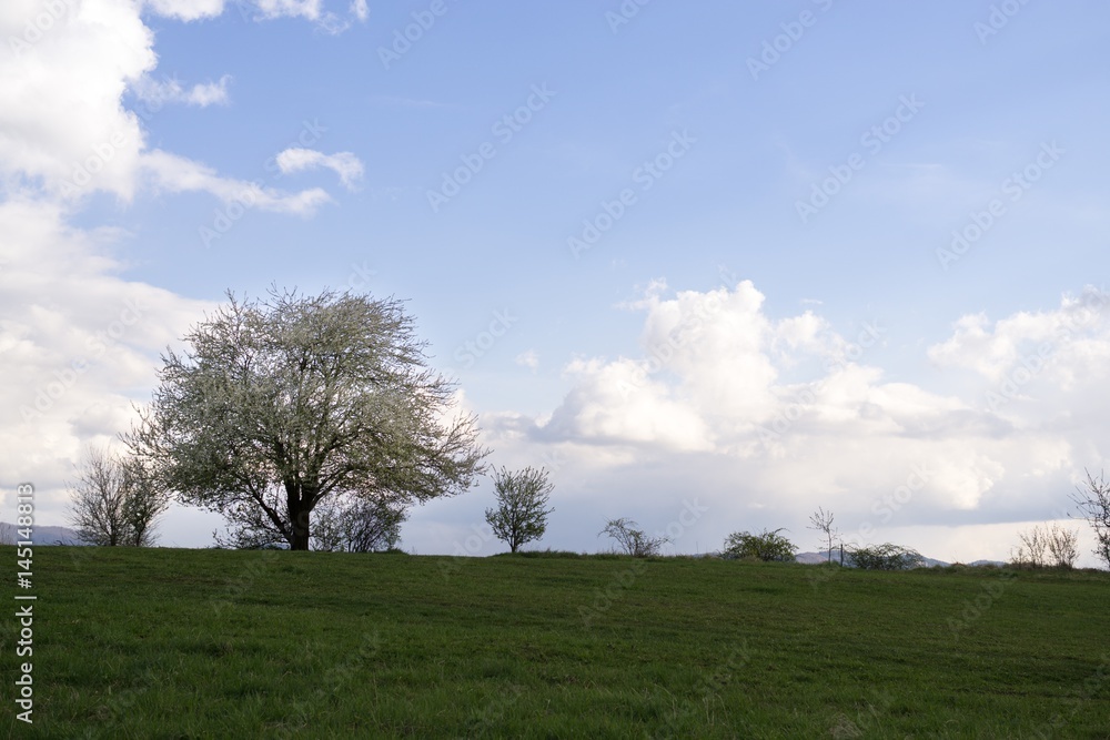 Spring tree flowering white blooming tree. Slovakia Spring tree flowering white blooming tree. Slovakia