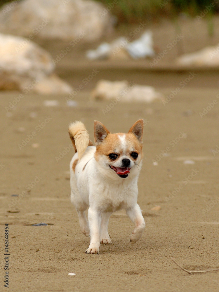 Portrait of cute chihuahua dog