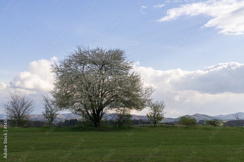 Spring tree flowering white blooming tree. Slovakia Spring tree flowering white blooming tree. Slovakia