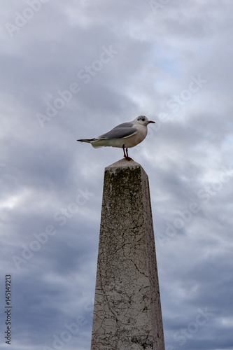 Seagull