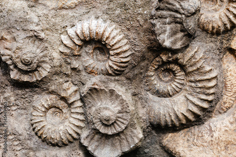 Closeup of many ammonite prehistoric fossil on the surface of the stone, Archeology and paleontology concept Closeup of many ammonite prehistoric fossil on the surface of the stone, Archeology and paleontology concept