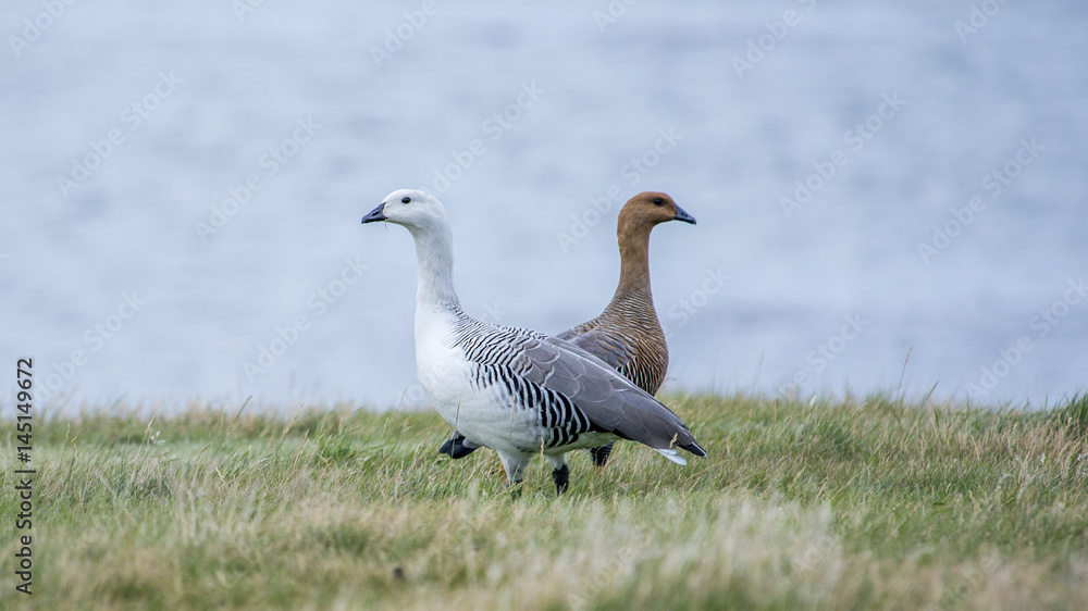 Upland Goose, Flaklands Upland Goose, Flaklands