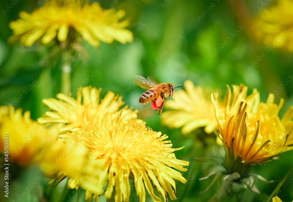 Biene im Anflug auf eine Löwenzahnblüte Biene im Anflug auf eine Löwenzahnblüte