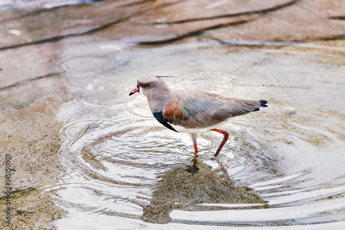 Southern Lapwing, Vanellus chilensis, exotic bird from South America is washing and splashing in a pond with water photo