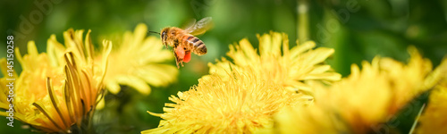 Biene mit befüllten Pollentaschen fliegt Löwenzahnblüte an photo