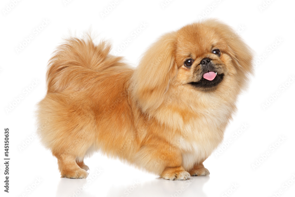 Pekingese dog in stand Pekingese dog in stand