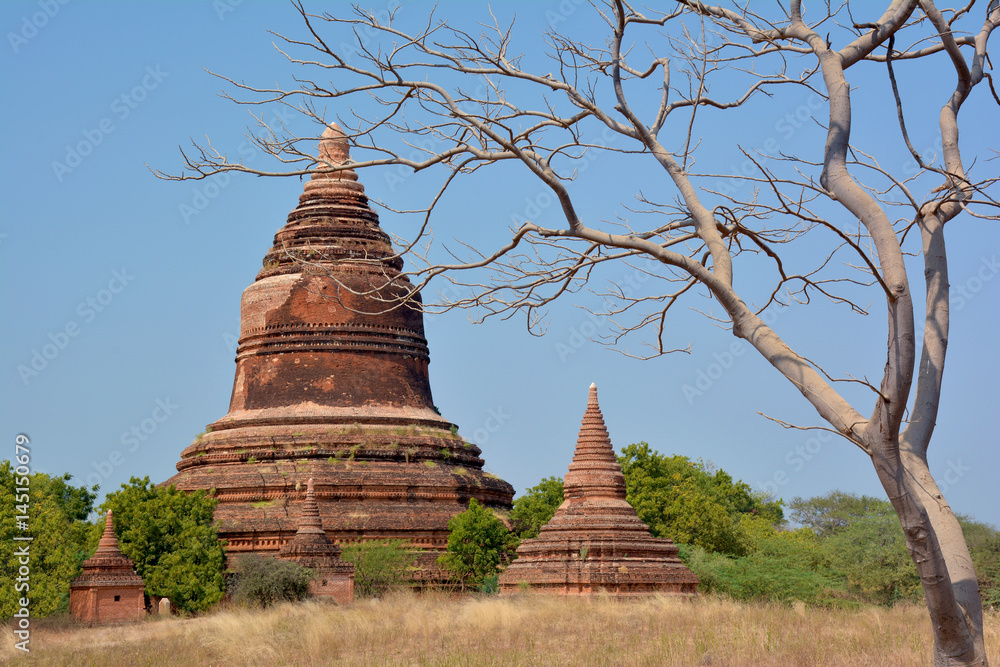 Beautiful ancient stupa with picturesque tree on the foreground. Bagan archaeological zone, Myanmar.