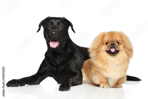 Two Happy dogs in front of white background photo