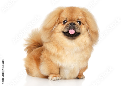 Foto Pekingese happy dog