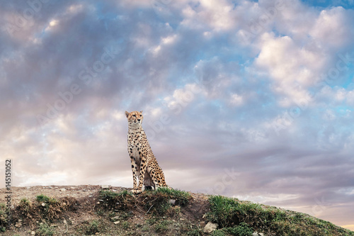 A cheetah resting on top of a hill against a blue sunset sky. photo