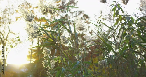 Wallpaper Mural Slow motion of cowtails in Branford, Connecticut.  Torontodigital.ca