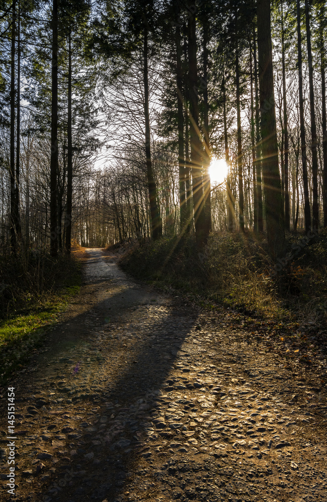 Obraz premium Waldweg