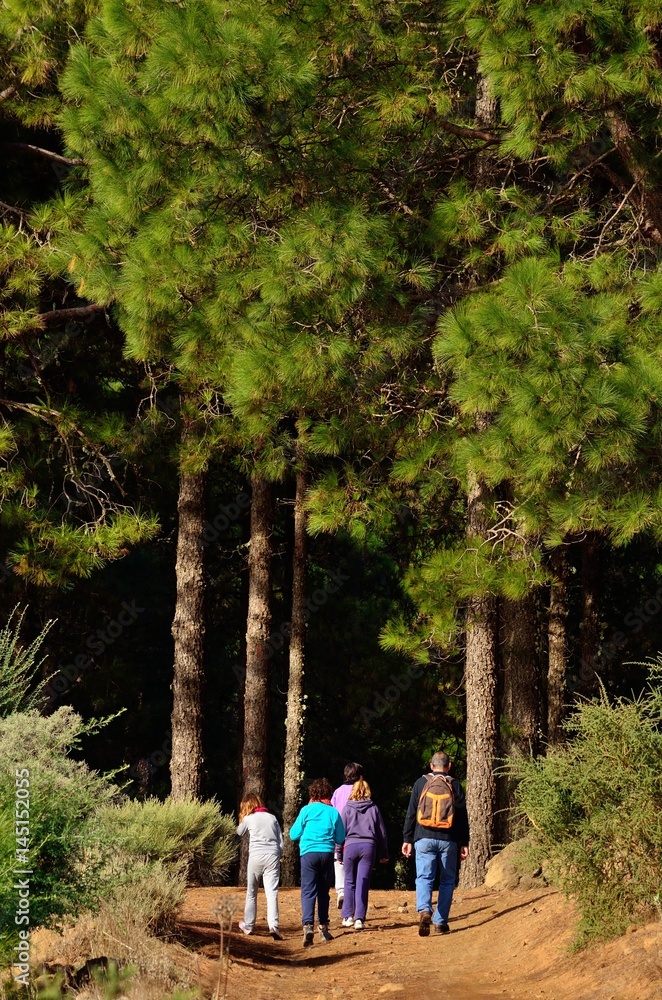 Hikers about to enter in the pine forest Hikers about to enter in the pine forest