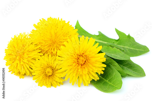 Fototapeta Naklejka Na Ścianę i Meble -  Flowers dandelions with leaves close-up.