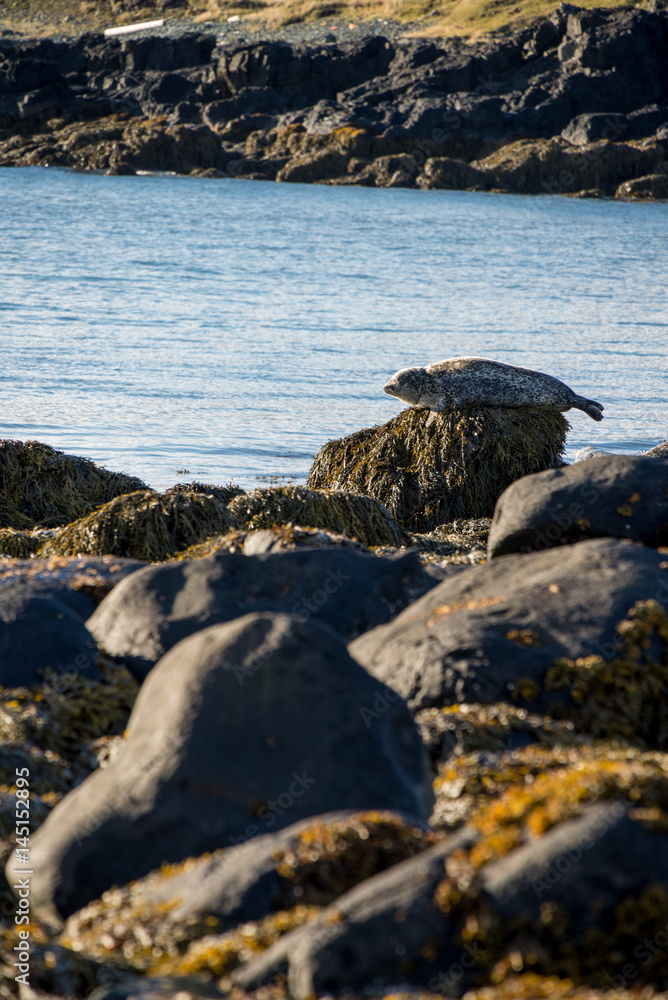 Seals resting in Ytri Tunga beach in Iceland Seals resting in Ytri Tunga beach in Iceland